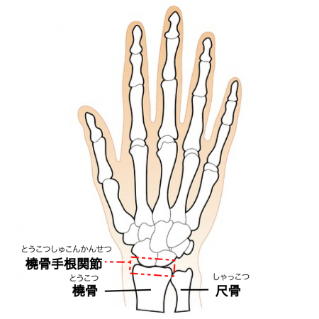 手の関節
